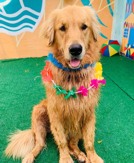 Dog Party & Comemorações