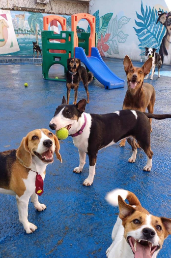 Creche & Daycare Recreativo